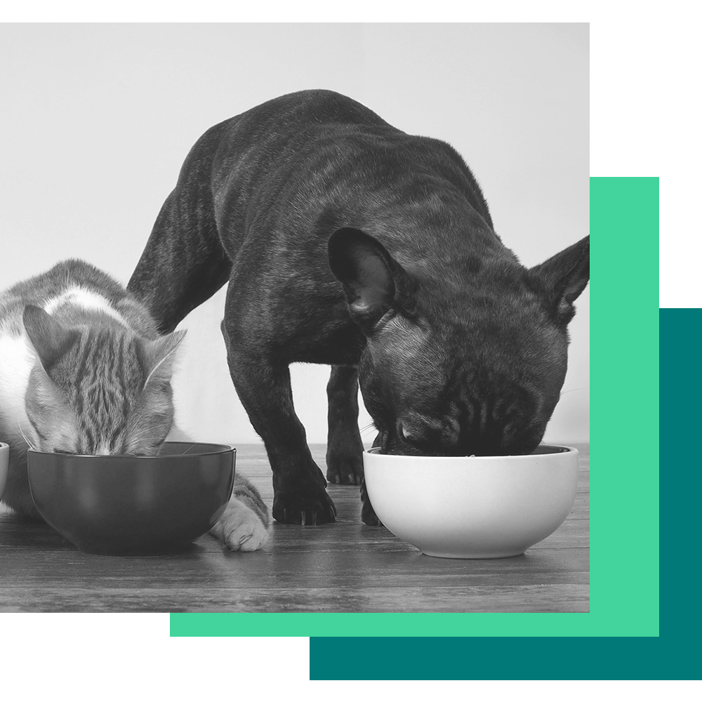 A dog and a cat are eating out of their food bowls